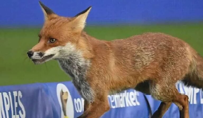 Fox Halts Play as Invincibles Dominate Spirit at Lord’s